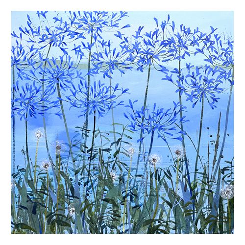 Summer Agapanthus