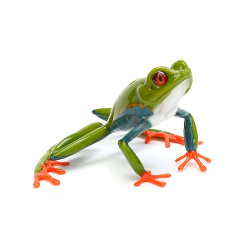 Red Eyed Tree Frog