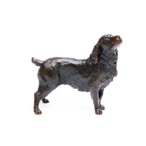 Small Cocker Spaniel