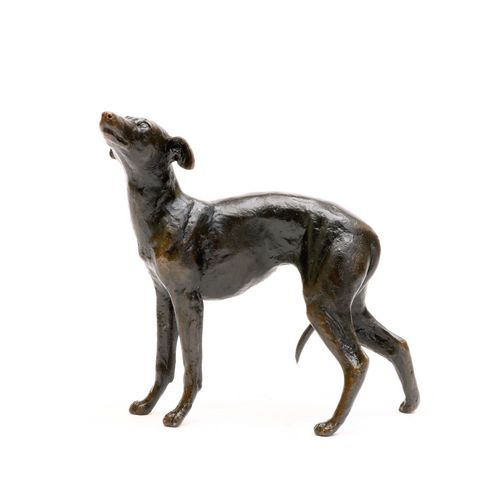 Whippet Standing