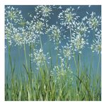 White Agapanthus