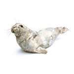 Small Seal