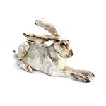 Lying Hare