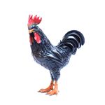 Rooster